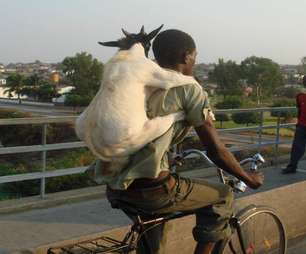 goat_gets_a_ride_on_bicycle-338.jpg