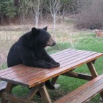 I Can't Bear It