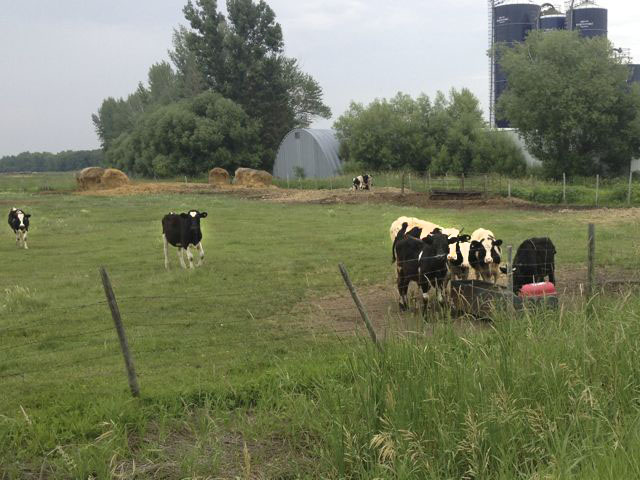 Lakeshore Cows